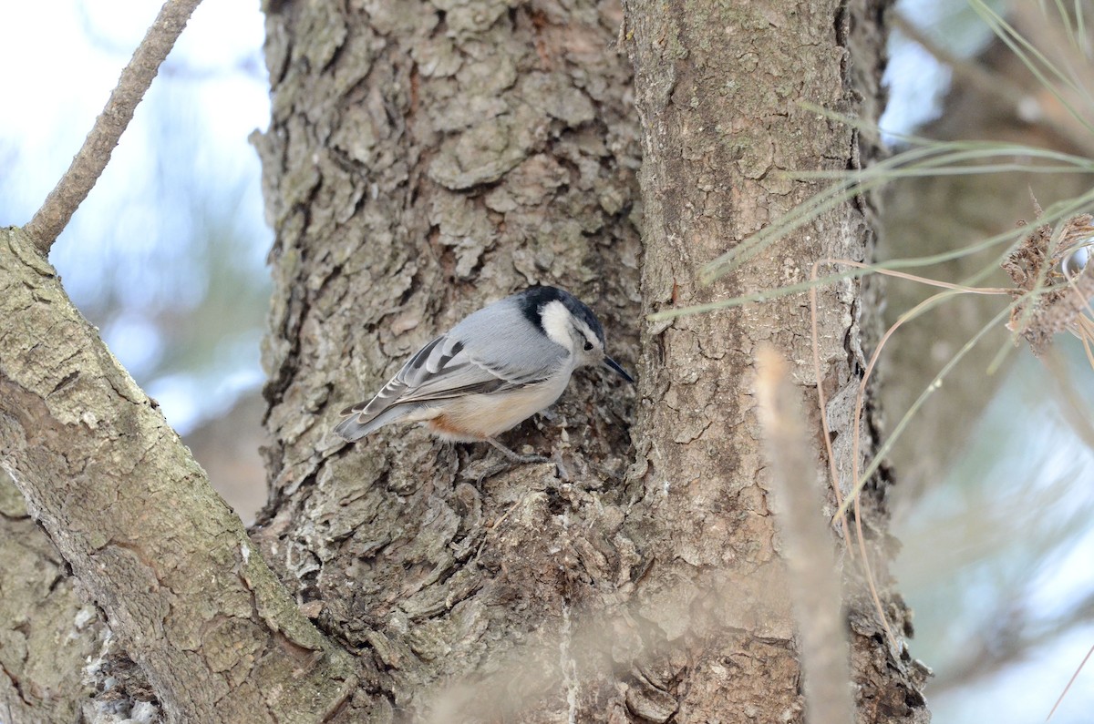 White-breasted Nuthatch (Eastern) - Walter Wehtje