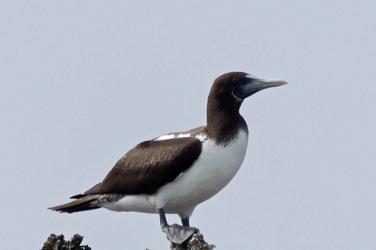 Masked Booby - ML86096181
