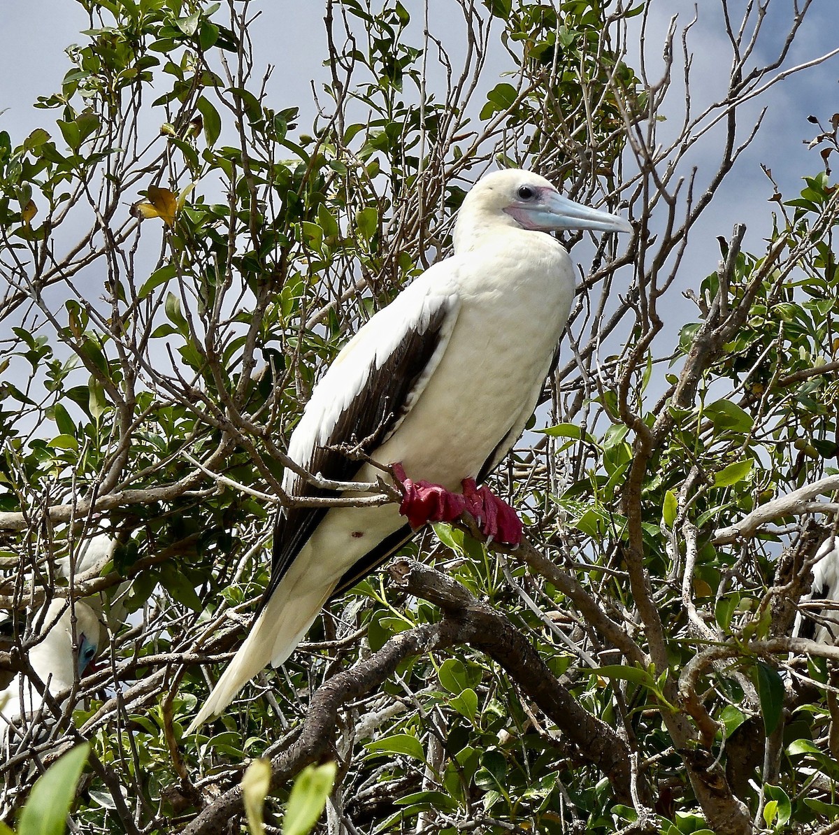 Red-footed Booby - ML86096451