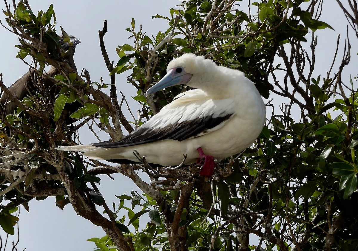Red-footed Booby - Katherine Clark