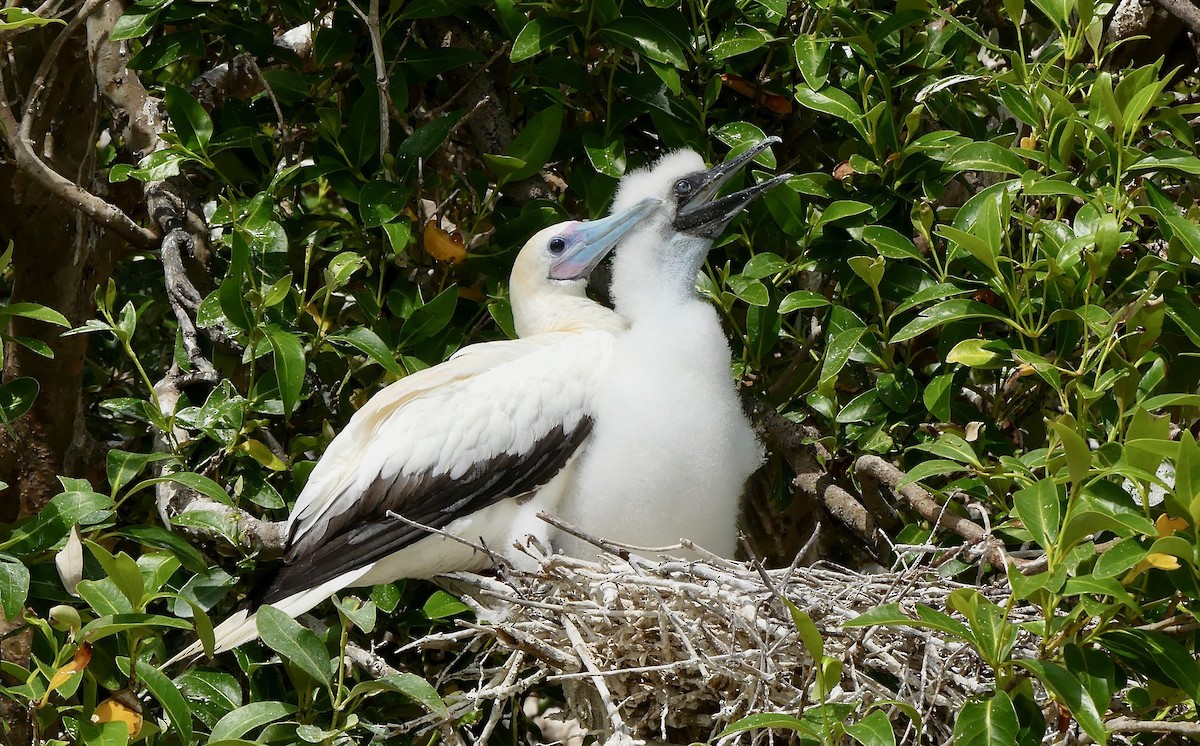 Red-footed Booby - ML86096861