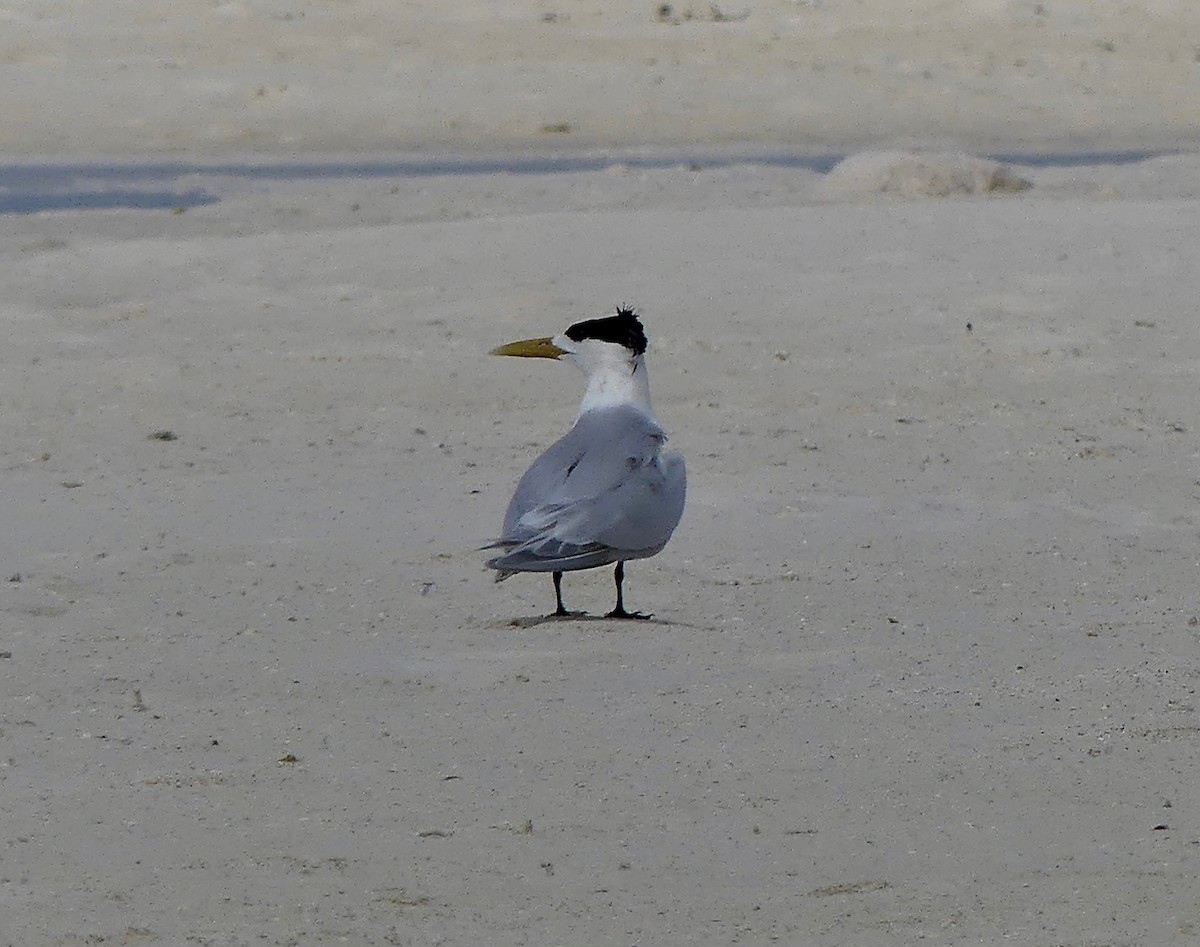Great Crested Tern - ML86097631