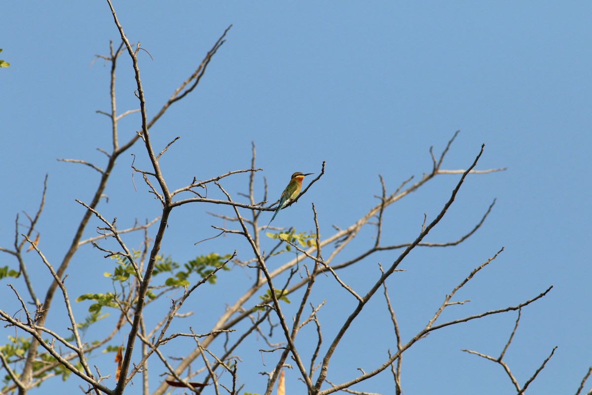 Blue-tailed Bee-eater - ML86097991