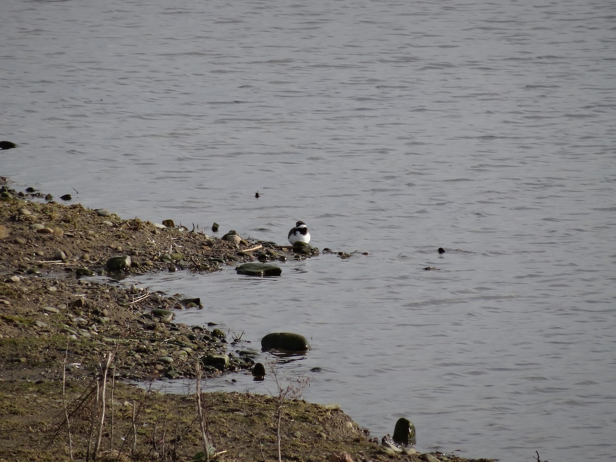 Common Ringed Plover - ML86098571
