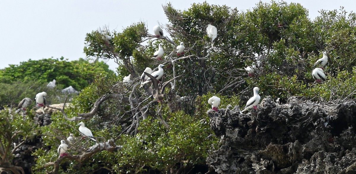 Red-footed Booby - ML86098821
