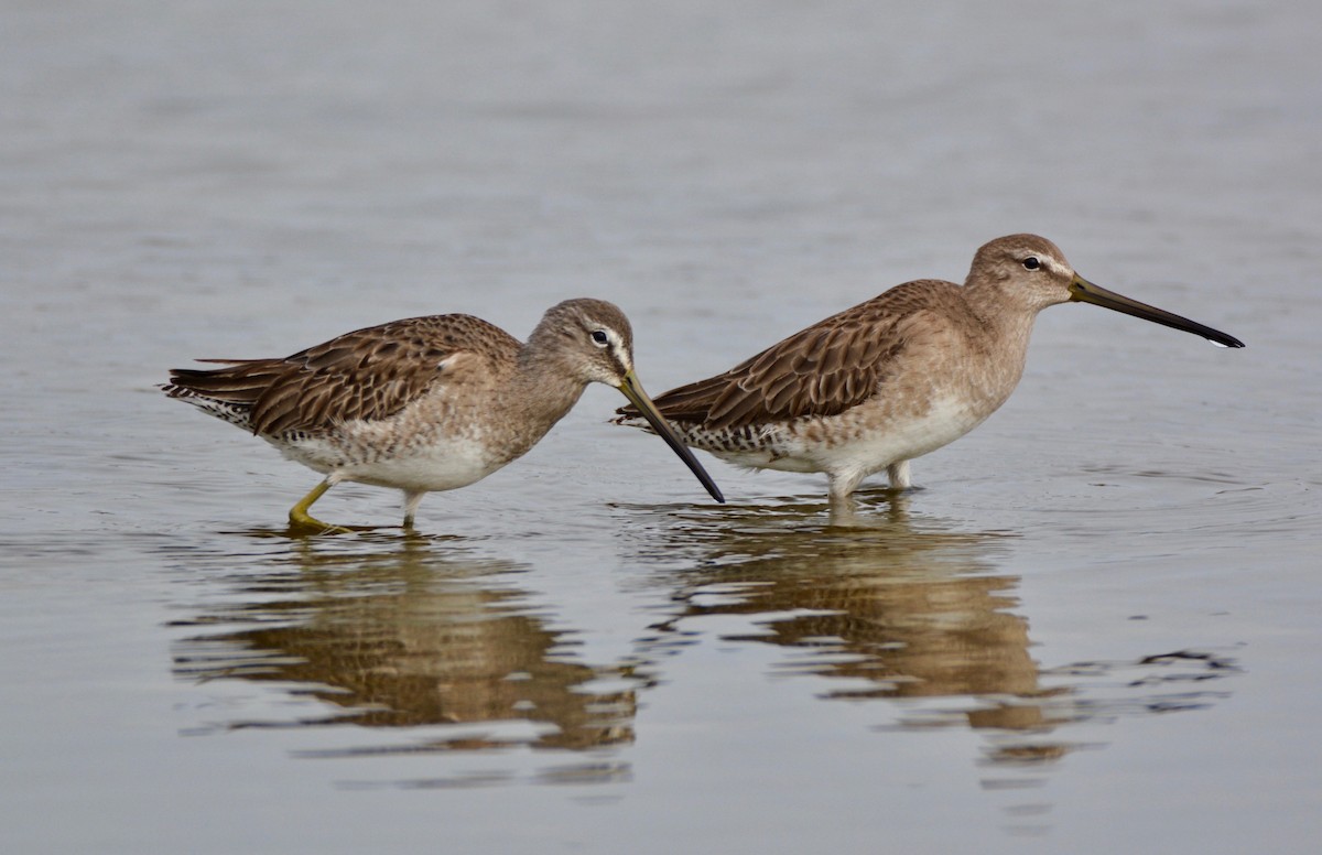 Long-billed Dowitcher - Vic Dillabaugh