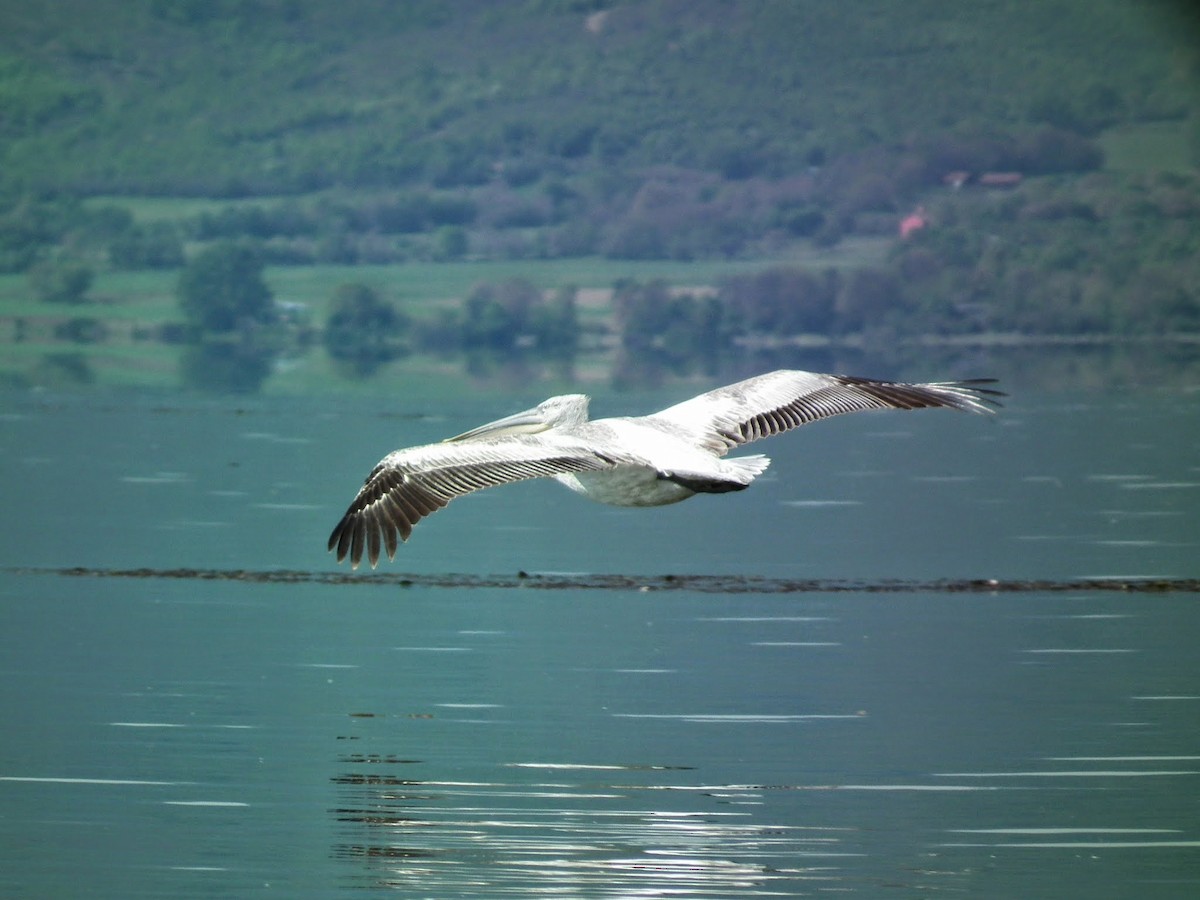Dalmatian Pelican - Dragan Simic