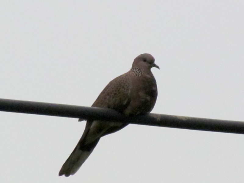 Spotted Dove - ML86105571