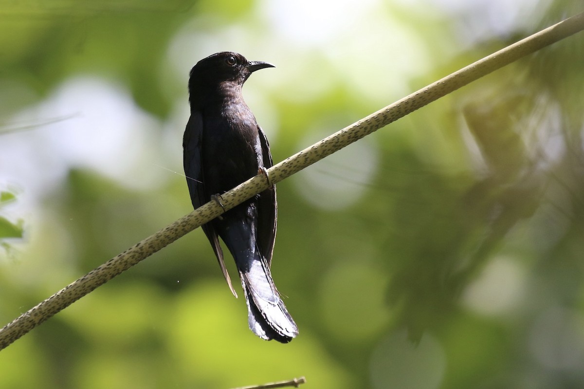 Square-tailed Drongo-Cuckoo - ML86107641