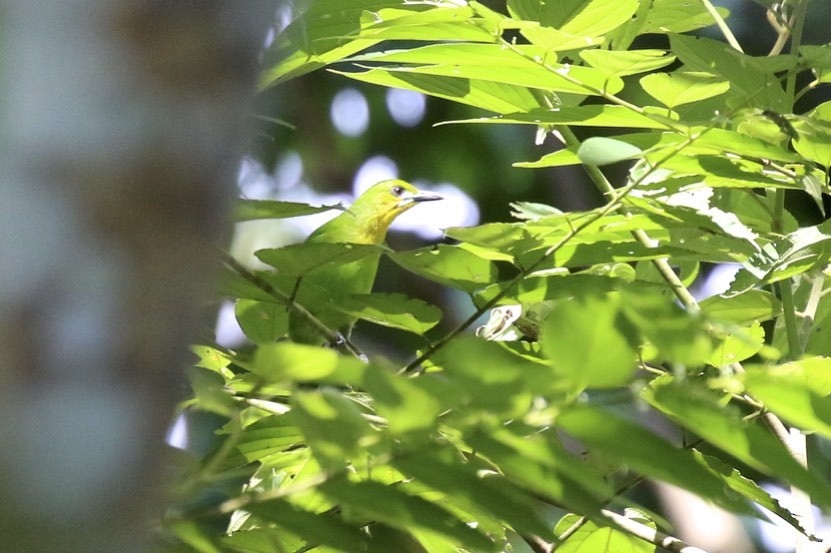 Yellow-throated Leafbird - ML86108111