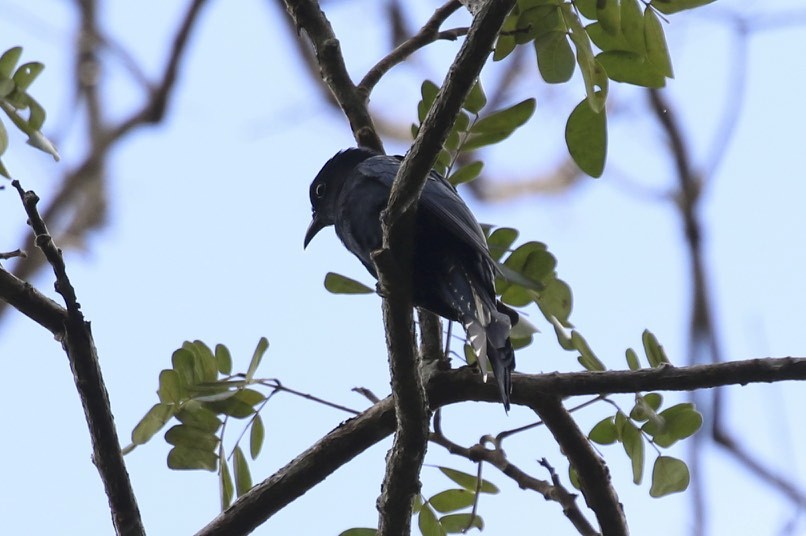 Square-tailed Drongo-Cuckoo - Knut Hansen