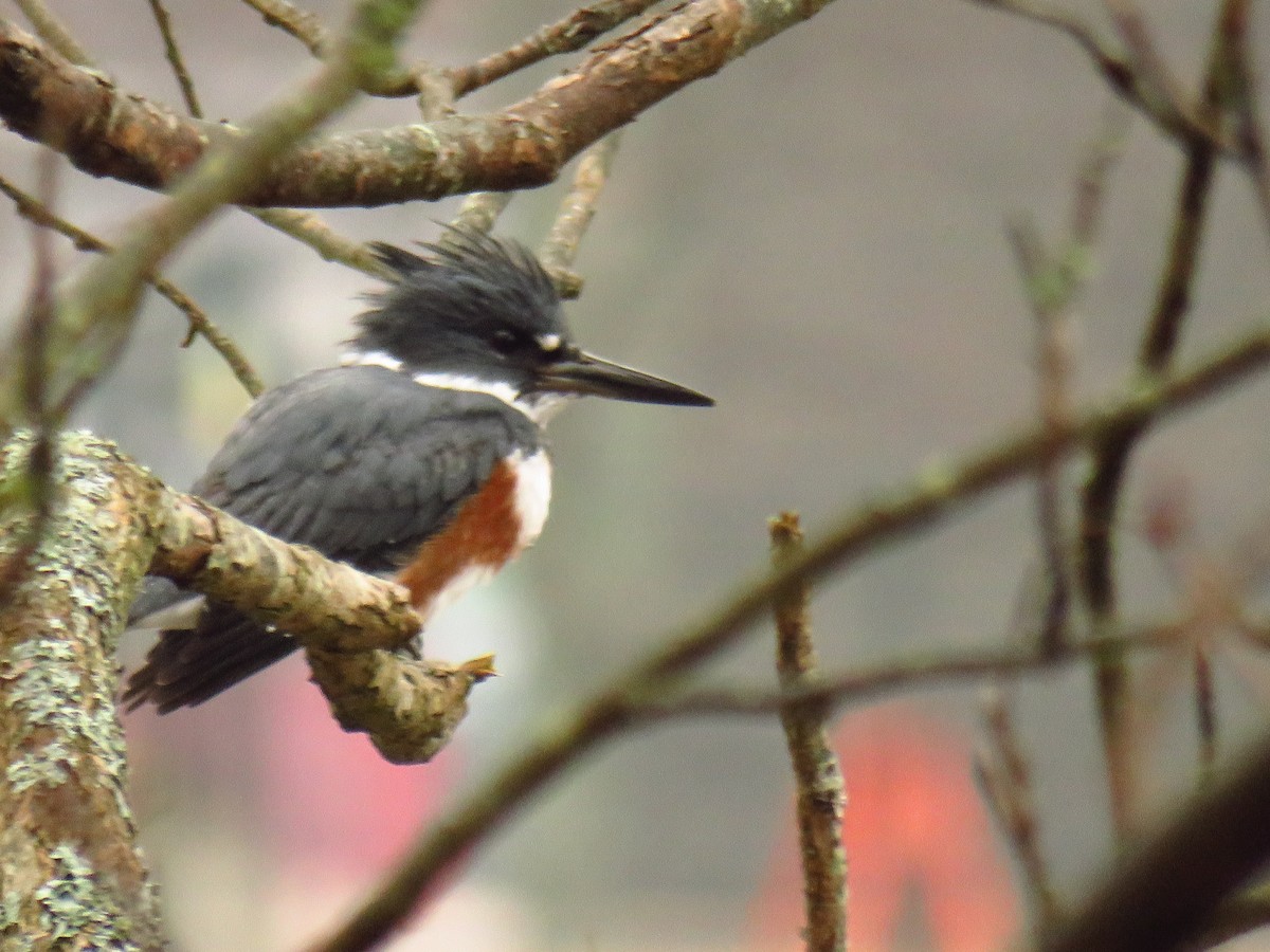 Belted Kingfisher - ML86108491