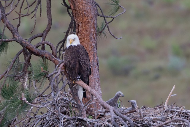 Nestlings with parent. - Bald Eagle - 