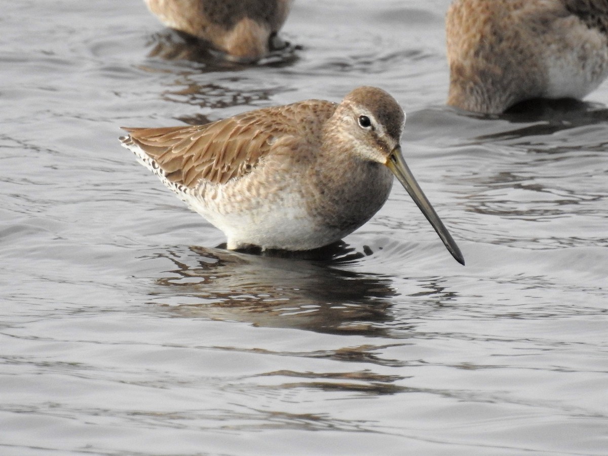 Long-billed Dowitcher - ML86113361
