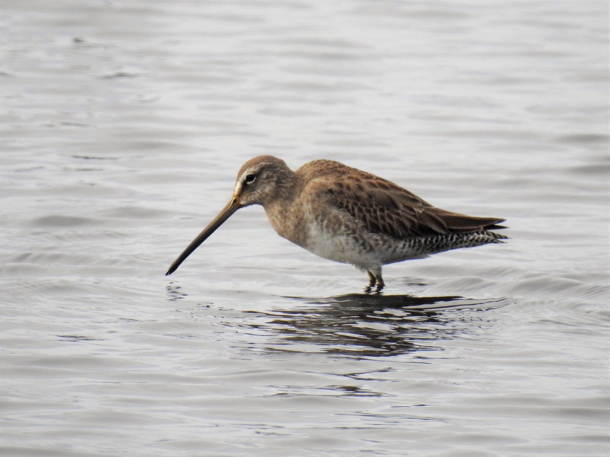 Long-billed Dowitcher - ML86113381