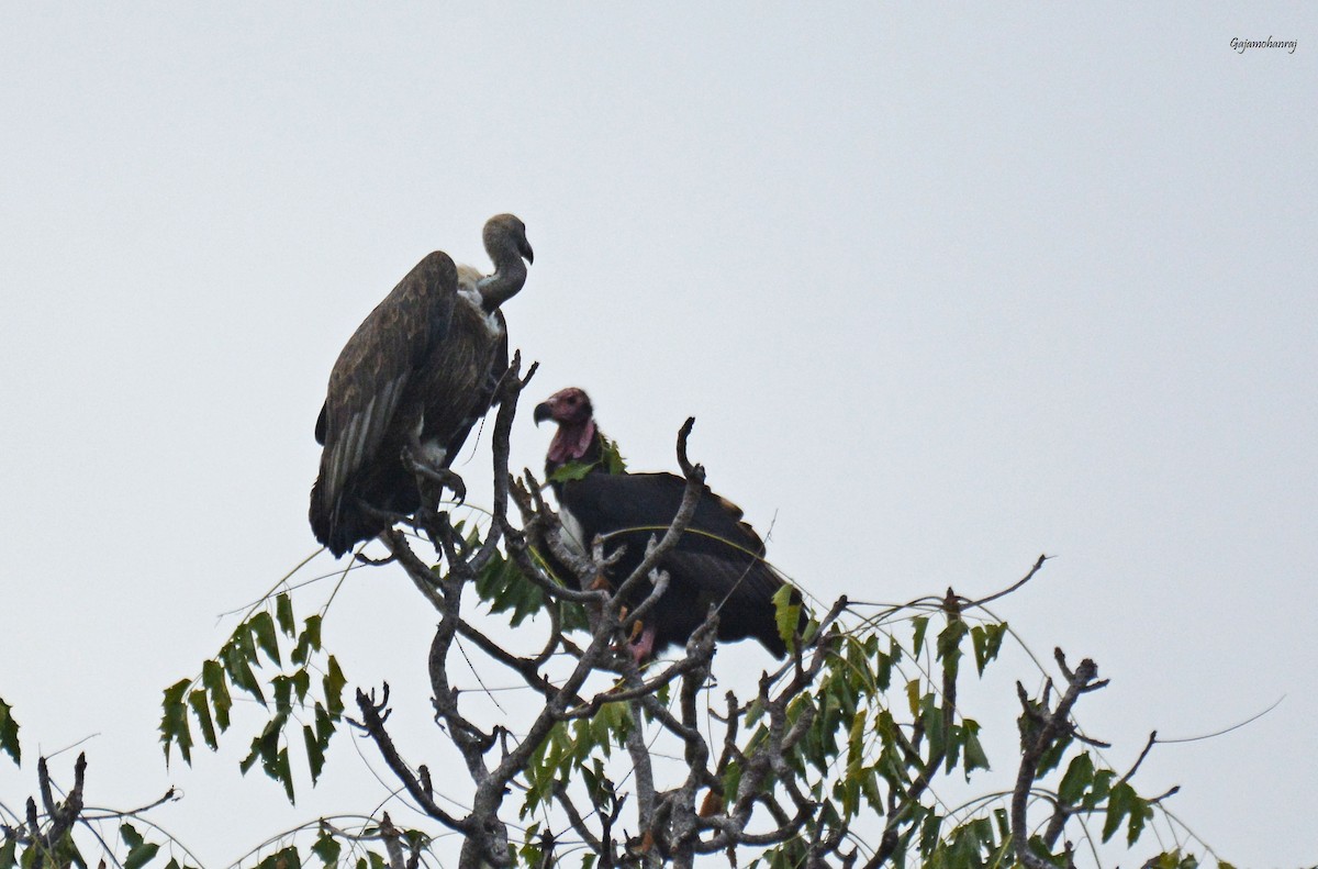 Red-headed Vulture - Gaja mohanraj