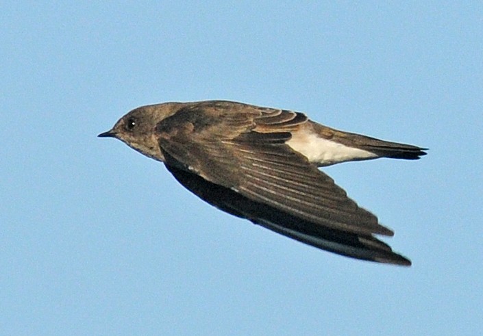 Northern Rough-winged Swallow - ML86113961