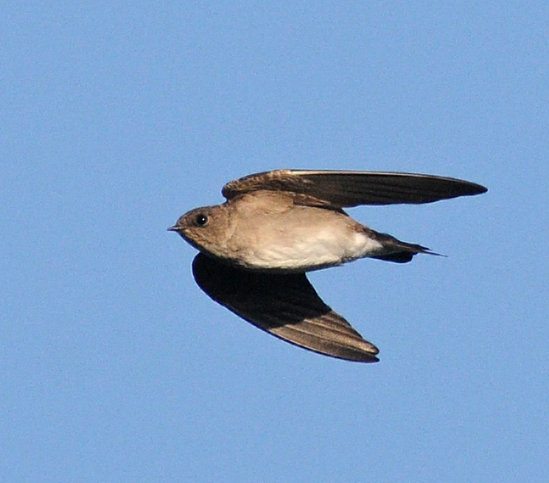 Northern Rough-winged Swallow - Steven Mlodinow