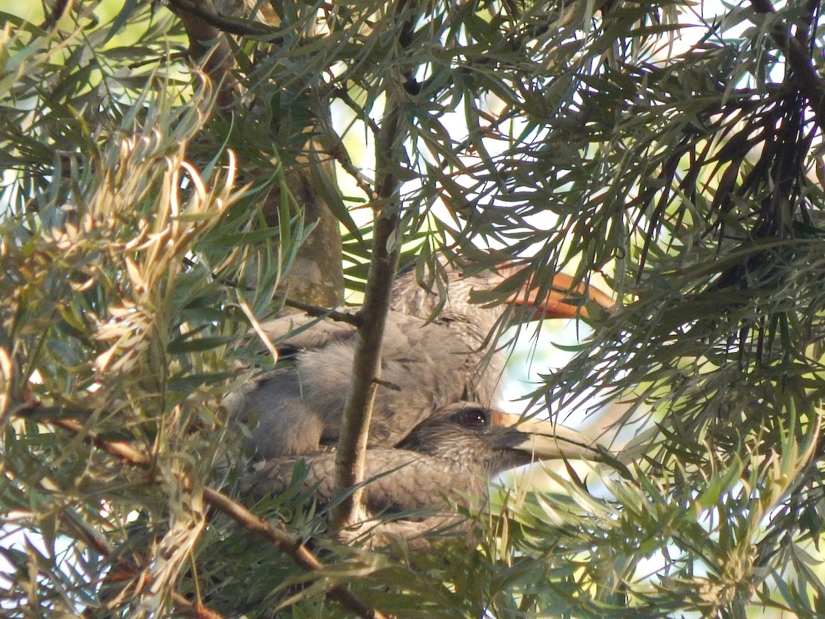 Malabar Gray Hornbill - Biju I.K