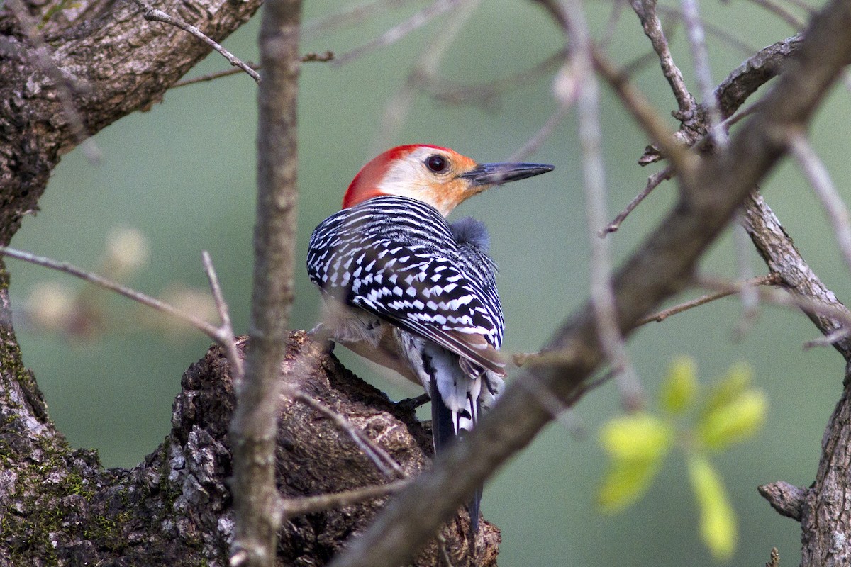 Red-bellied Woodpecker - Richard Bunn