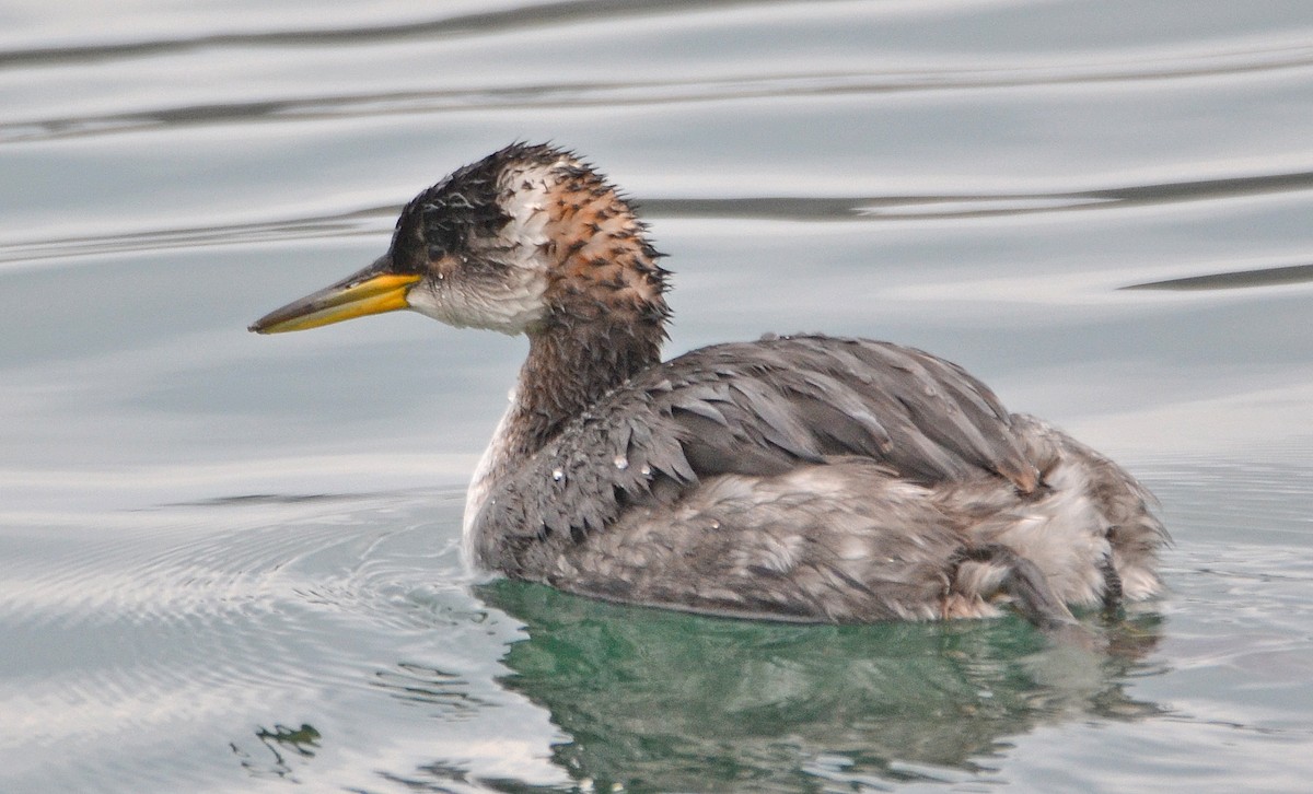 Red-necked Grebe - Michael J Good