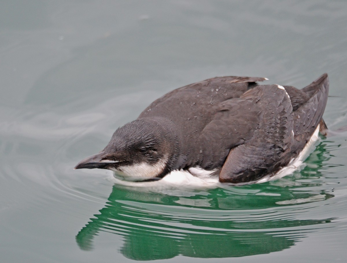 Thick-billed Murre - ML86118151