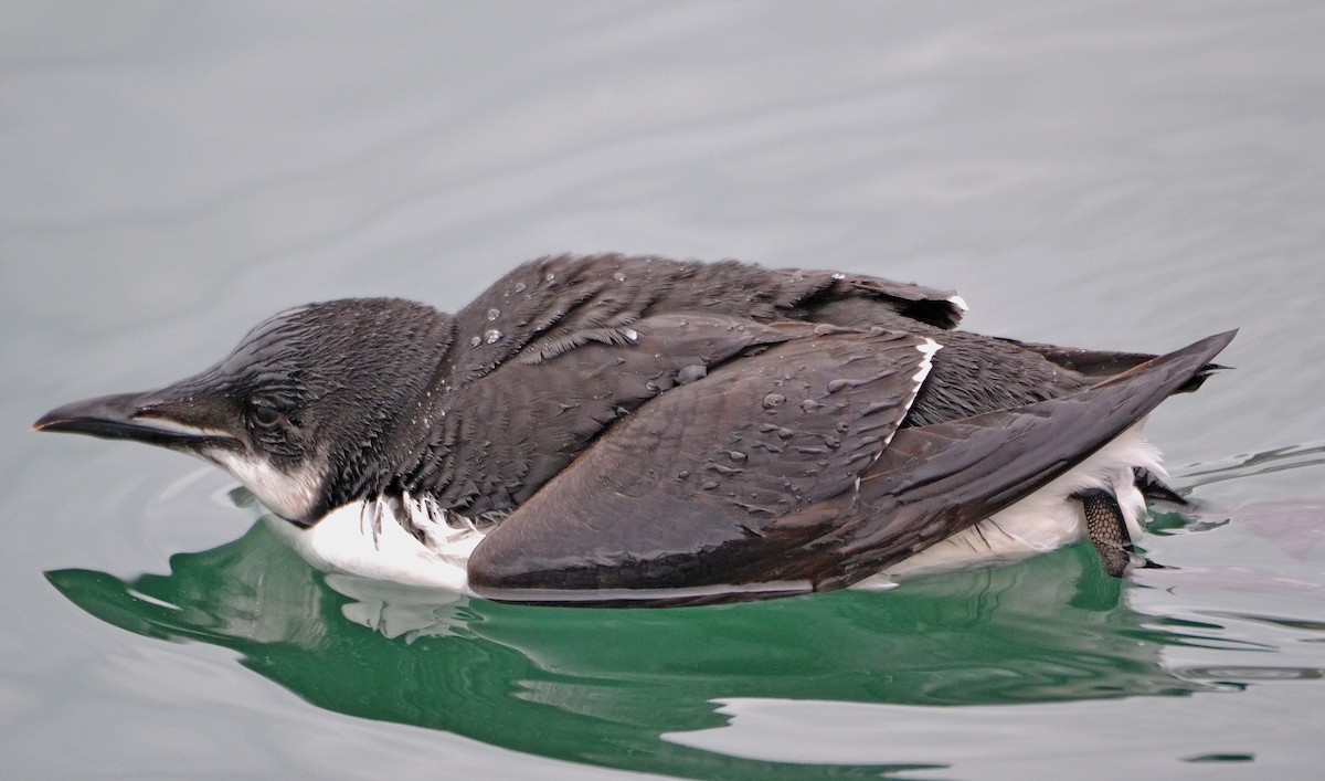 Thick-billed Murre - ML86118341