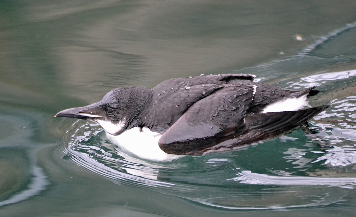 Thick-billed Murre - ML86118381