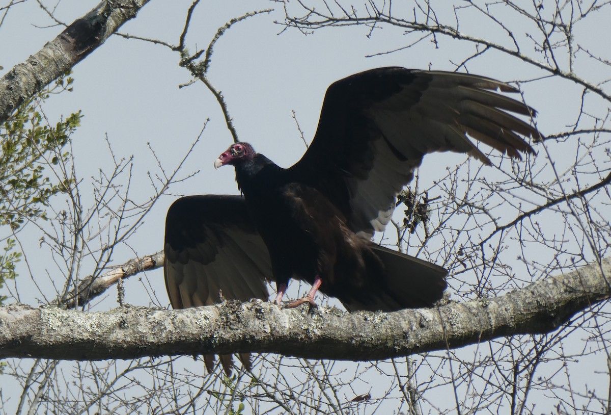 Turkey Vulture - Judy  Cagle