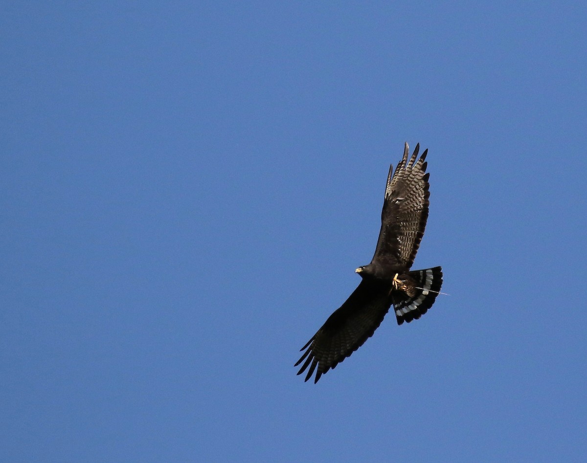 Zone-tailed Hawk - Jonah  Benningfield