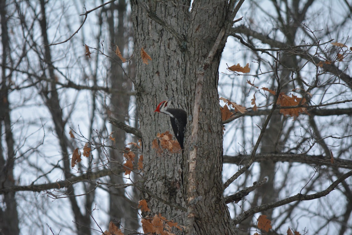 Pileated Woodpecker - ML86121541