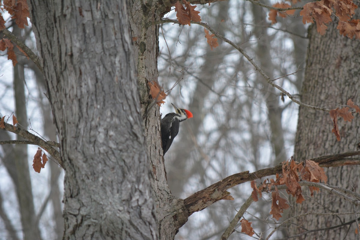 Pileated Woodpecker - ML86121581