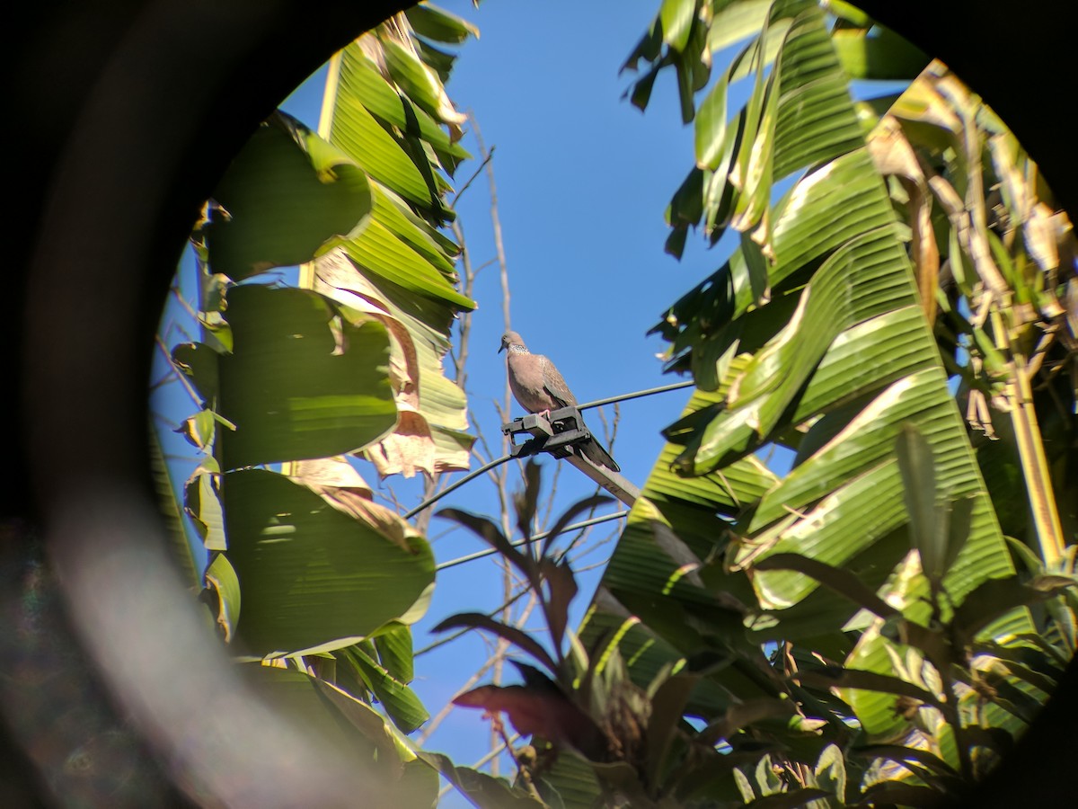 Spotted Dove - ML86124261