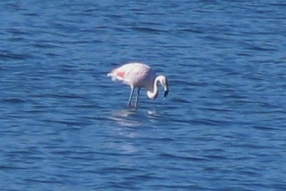 Chilean Flamingo - Hugo Hulsberg