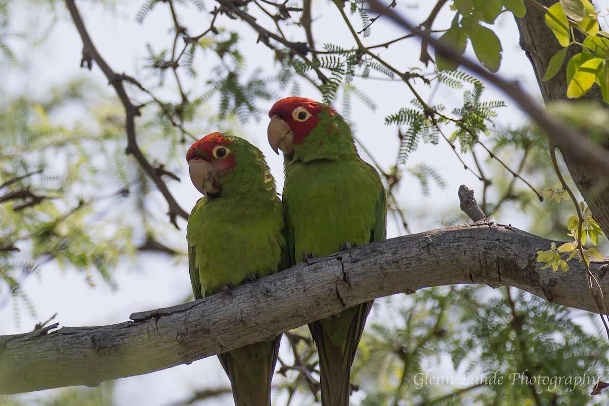 Guayaquil Papağanı - ML86130361