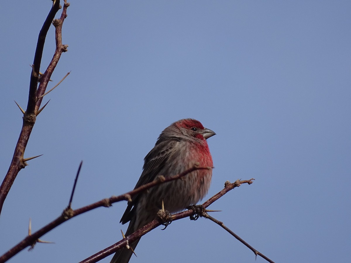 House Finch - Larry Cazier