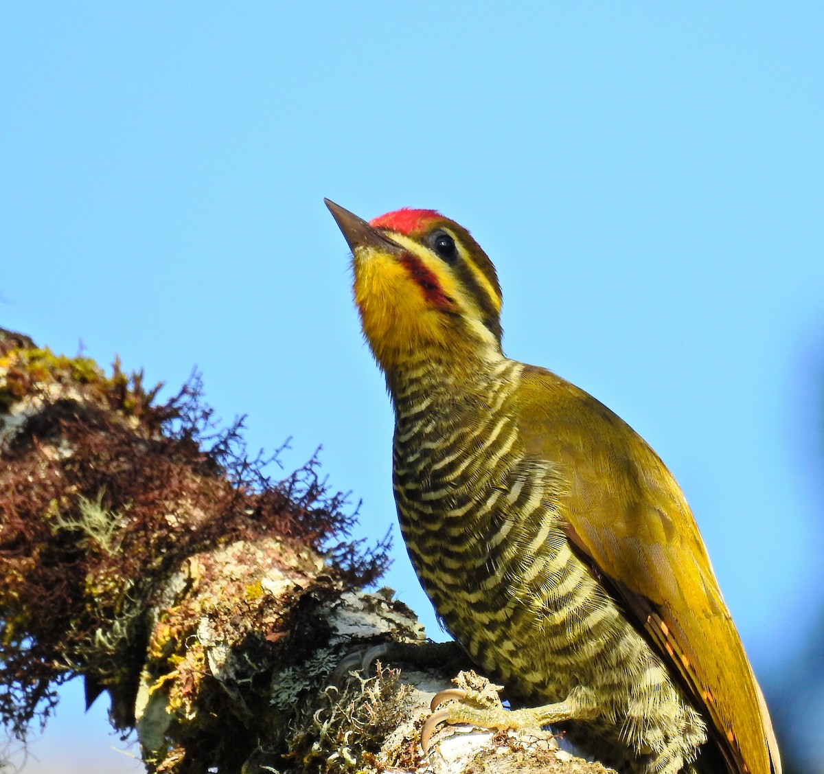 White-browed Woodpecker - ML86131141