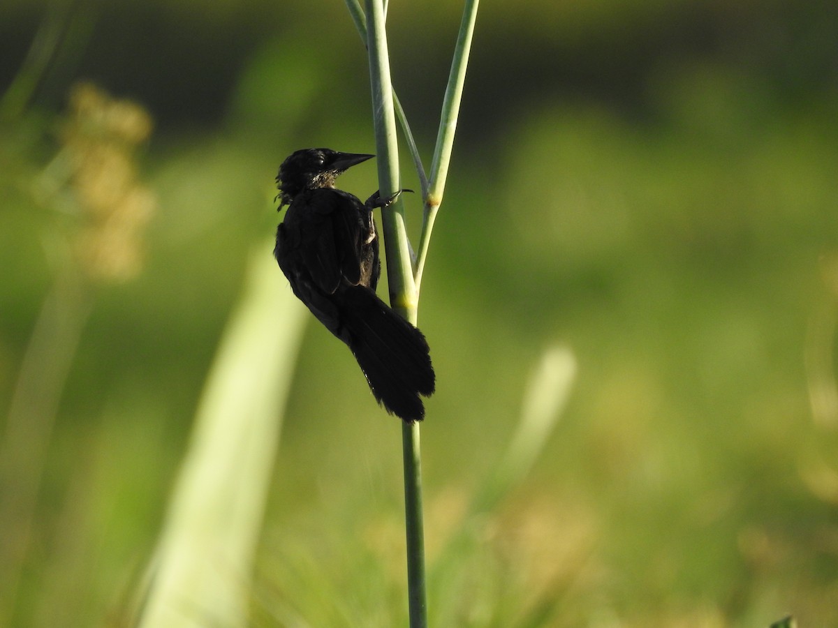 Unicolored Blackbird - Viviana Giqueaux