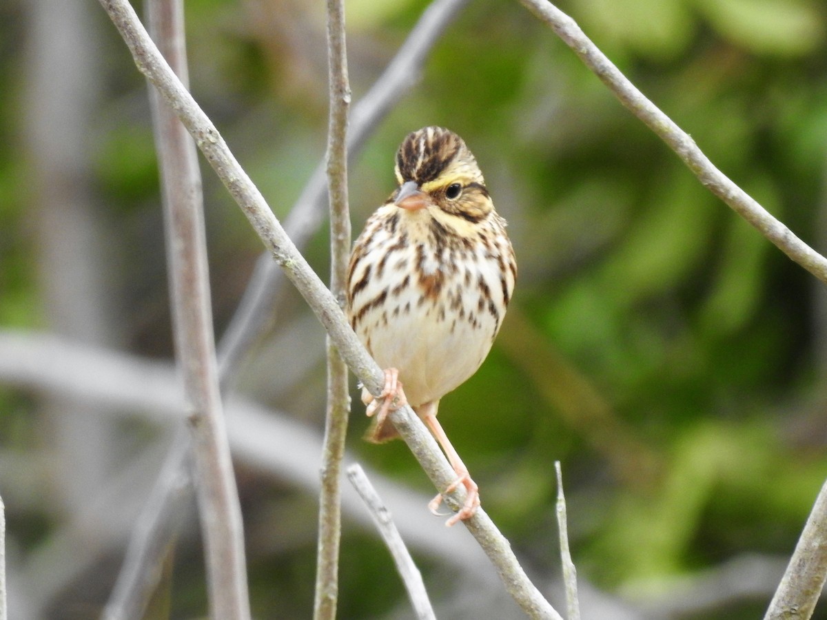 Savannah Sparrow - ML86135741