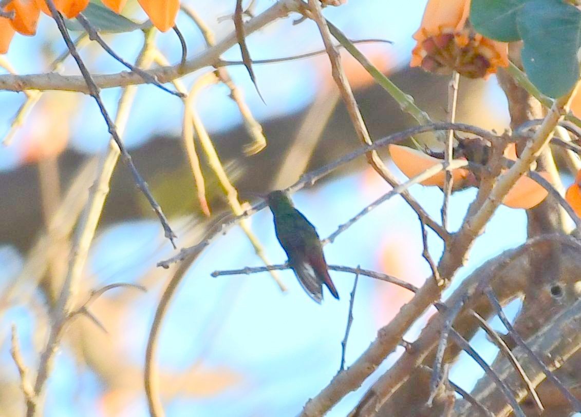 Rufous-tailed Hummingbird - James Bozeman