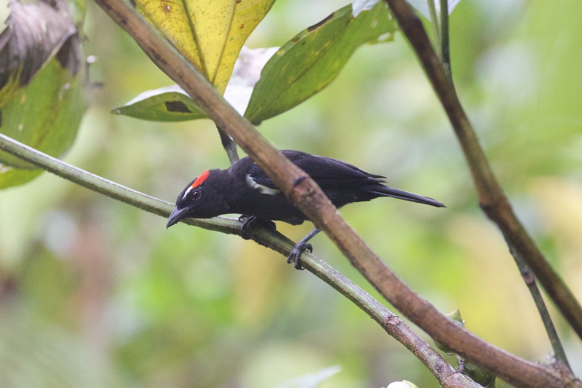 Scarlet-browed Tanager - ML86140141