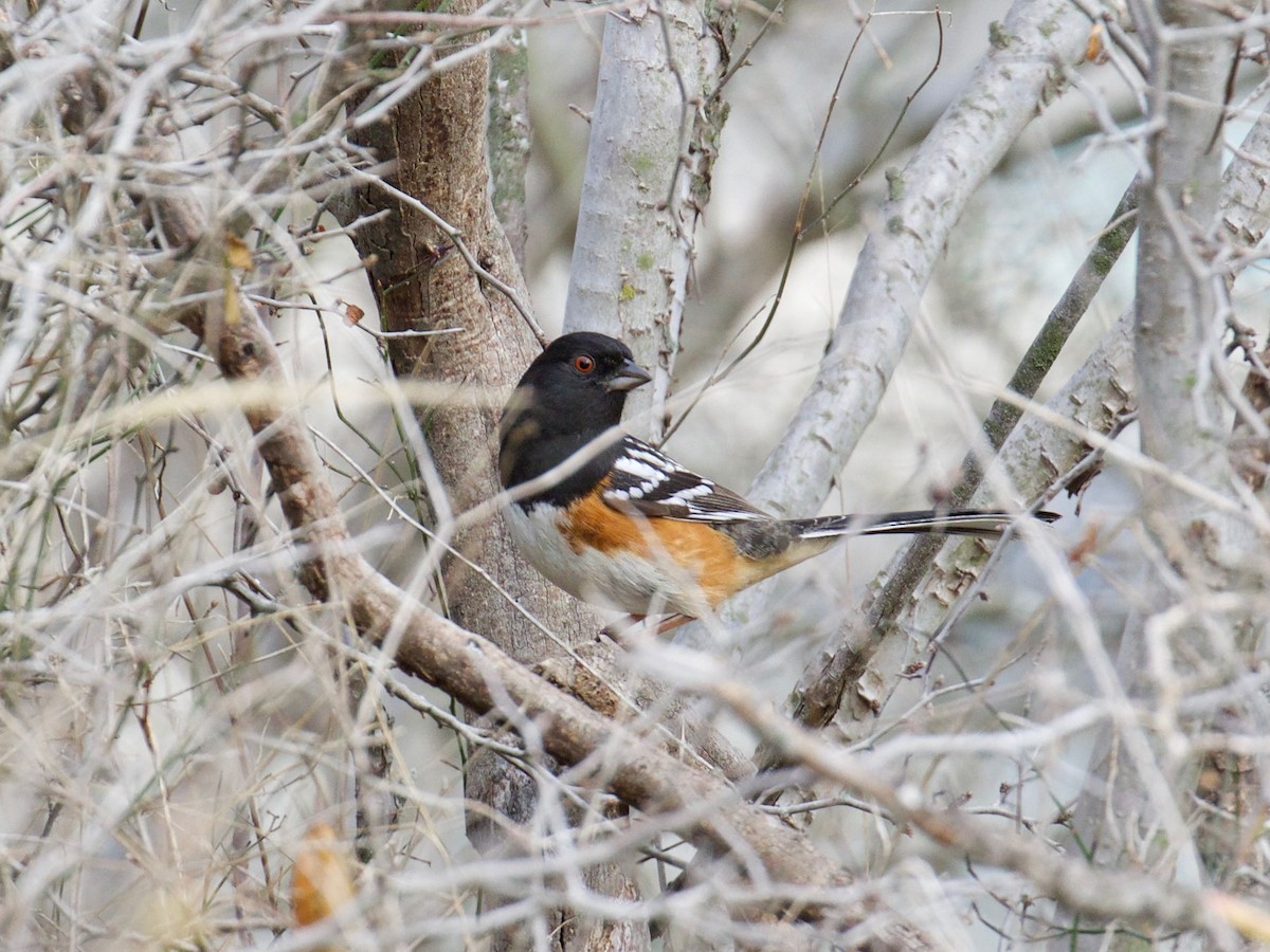 Spotted Towhee - Eric Carpenter