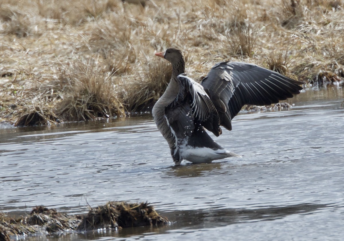 Greater White-fronted Goose - ML86147561