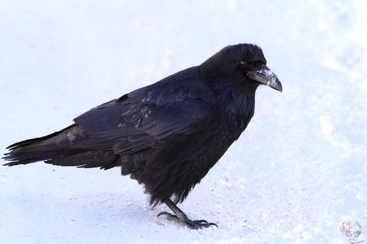 Common Raven - John Corden