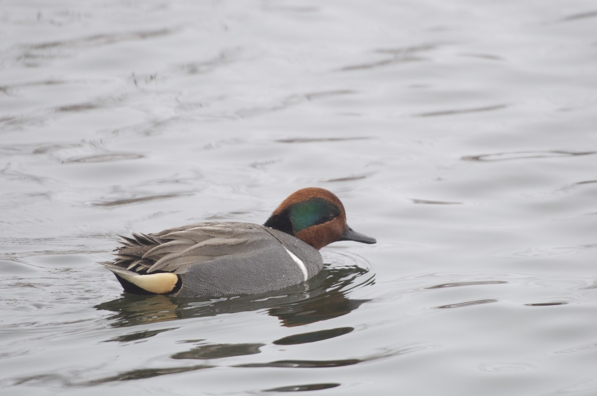Green-winged Teal (American) - Ethan Gosnell