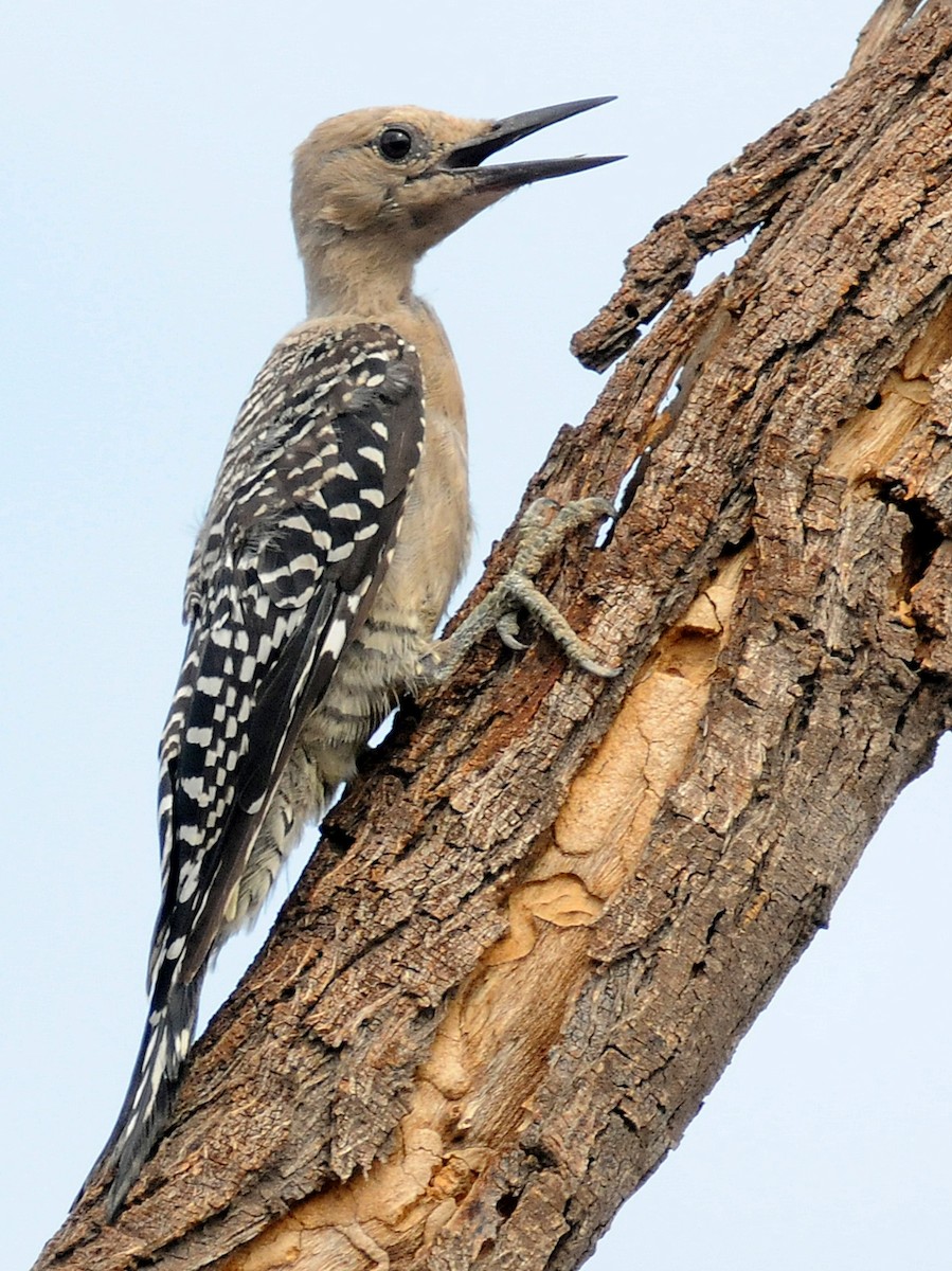 Gila Woodpecker - ML86154681