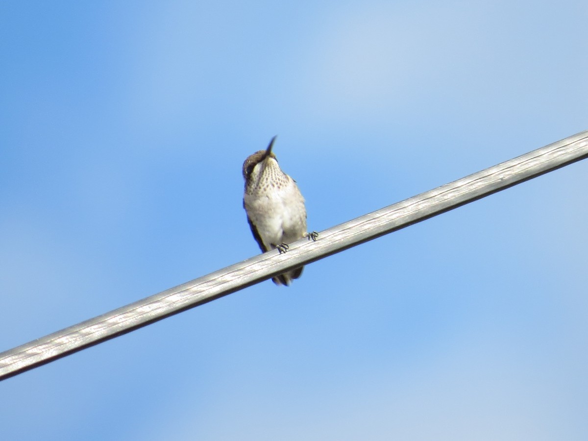 Black-chinned Hummingbird - ML86155811