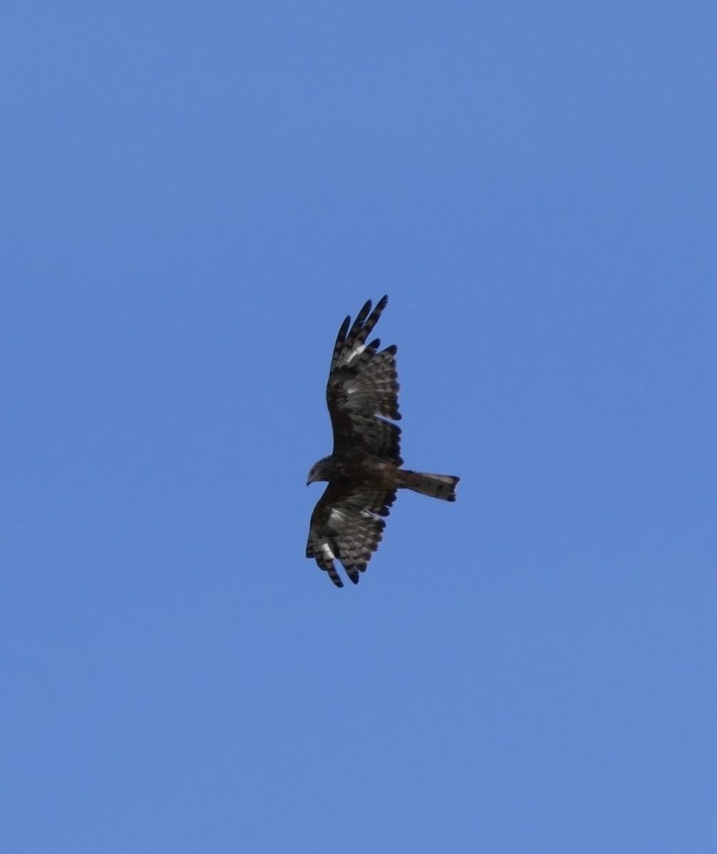 Square-tailed Kite - ML86159411