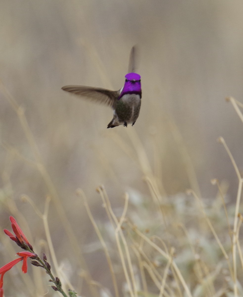 Costa's Hummingbird - ML86162531