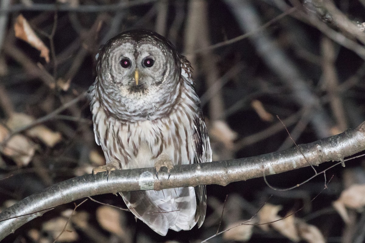 Barred Owl - ML86165411